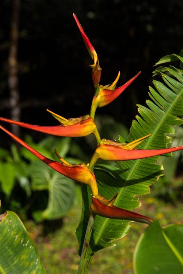 Wanakaset Panama Villa Dolega Exteriör bild